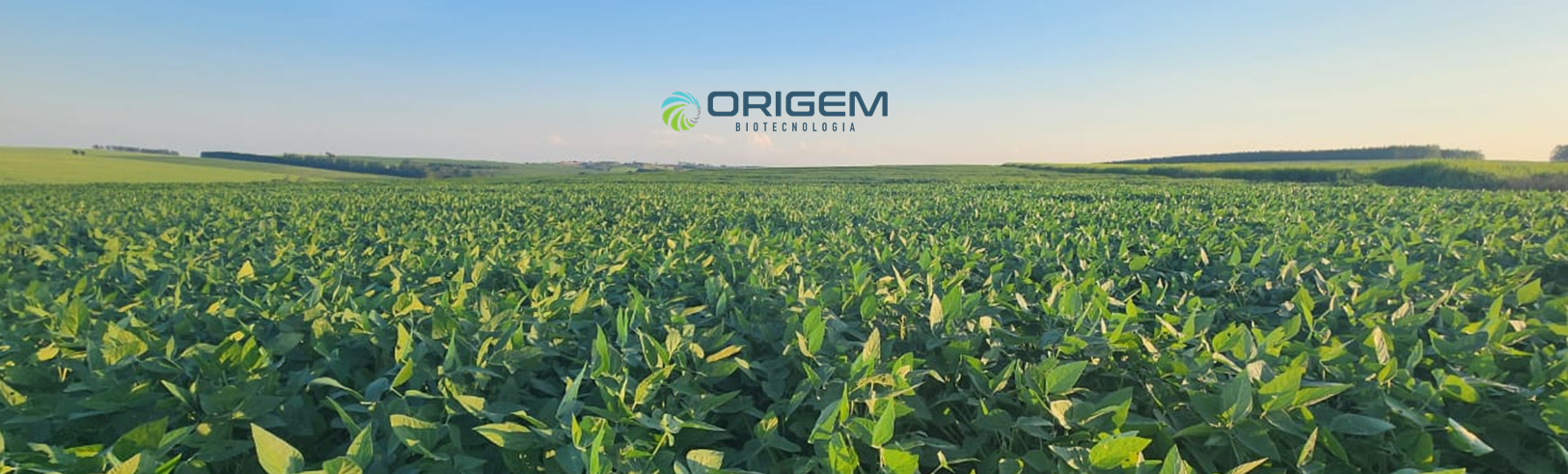 Produção de Soja Orgânica : Oportunidades e Desafios do Cultivo sem Defensivos Químicos